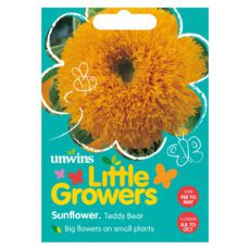 5051618011402 1 Little Growers Sunflower Teddy Bear Seeds.jpg
